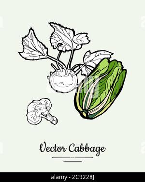Ensemble d'illustrations à la main de chou. Illustration moderne du chou. Chou vert isolé pour affiche végétarienne Illustration de Vecteur