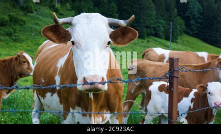 Bétail dans un pâturage de montagne alpine. Les vaches nourries par l'herbe sont riches en acides gras oméga-3. Banque D'Images