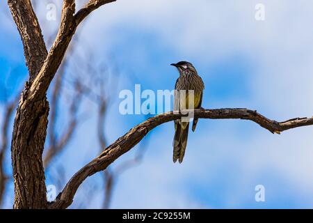 Un oiseau de ferraillement rouge dans un arbre Banque D'Images