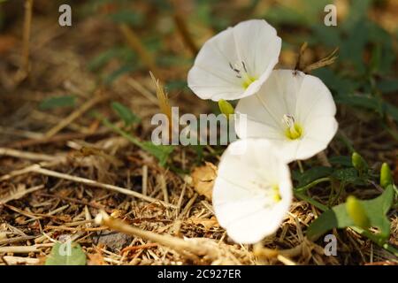 Les fleurs blanches délicates poussent dans le jardin ensoleillé Banque D'Images