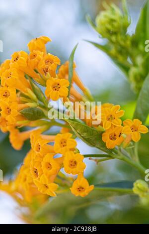 Orange Common Lantana Banque D'Images