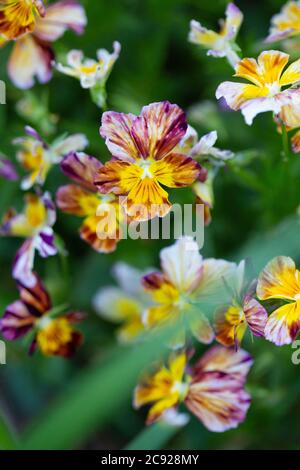 Pansy Joker multicolore Banque D'Images