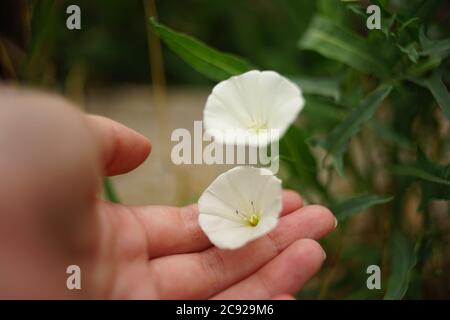 Femme touche main fleurs blanches bouleaux herbe de bouleau dans le jardin. Banque D'Images