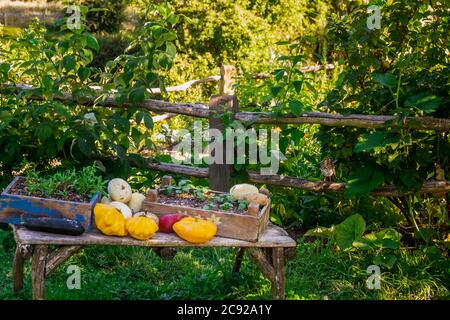 Table avec légumes au Hobbiton, Nouvelle-Zélande. L'endroit où les hobbits vivent dans leurs trous. Banque D'Images