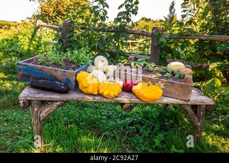 Table avec légumes au Hobbiton, Nouvelle-Zélande. L'endroit où les hobbits vivent dans leurs trous. Banque D'Images