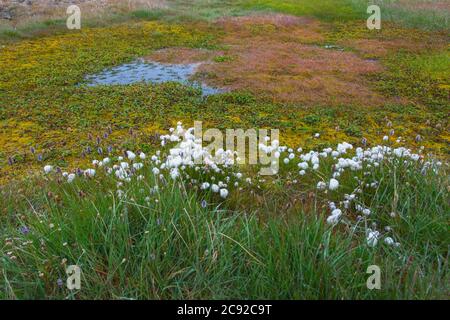 Herbe de coton arctique (Eriophorum scheuchzeri ssp. Arcticum), Tundra, rivière Mammoth, île Wrangel, extrême-Orient russe, site du patrimoine mondial de l'UNESCO Banque D'Images