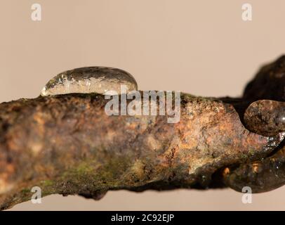 Œufs d'escargot de l'étang du moulin, Chipping, Preston, Lancashire, Angleterre, Royaume-Uni. Banque D'Images