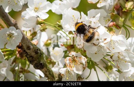 Bumblebee et fleur de cerisier sauvage, Chipping, Preston, Lancashire, Royaume-Uni Banque D'Images