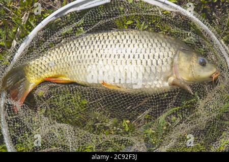 Une carpe fraîchement pêchée dans un filet d'atterrissage de pêche se trouve sur l'herbe Banque D'Images