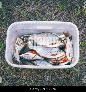 Poisson frais de lac dans un seau carré en plastique Banque D'Images