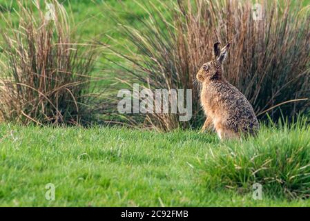 Européen Brown Hare, Chipping, Preston, Lancashire, Royaume-Uni Banque D'Images