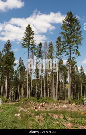 Coupez les arbres le long du chemin de randonnée de la WUpper, Allemagne Banque D'Images