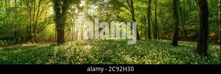 L'ail sauvage fleuris dans une forêt enchantée. Banque D'Images