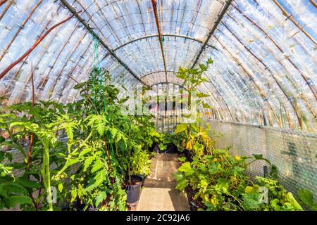Plants de tomates poussant à l'intérieur d'une serre faite de bouteilles en plastique, Eglinton allotiments, Kilwinning, Ayrshire, Écosse, Royaume-Uni Banque D'Images
