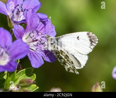 Une femelle papillon à pointe orange sur Bloody Cranesbill, Chipping, Preston, Lancashire, Royaume-Uni Banque D'Images