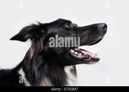 Gros plan portrait d'un chien gai de bordure rouge de race Collie recherchant isolé sur fond blanc avec espace de copie. Chiot drôle étonnés, en compagnie d'un animal de compagnie Banque D'Images