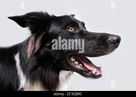 Gros plan portrait d'un chien gai de bordure rouge de race Collie recherchant isolé sur fond blanc avec espace de copie. Chiot drôle étonnés, en compagnie d'un animal de compagnie Banque D'Images