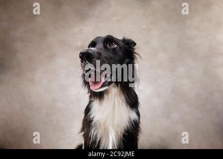 Gros plan portrait d'un chien gai de bordure rouge de race Collie recherchant isolé sur fond blanc avec espace de copie. Chiot drôle étonnés, en compagnie d'un animal de compagnie Banque D'Images