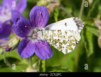 Une femelle papillon à pointe orange sur Bloody Cranesbill, Chipping, Preston, Lancashire, Royaume-Uni Banque D'Images