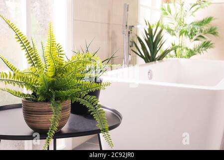 Belles plantes à côté de la baignoire dans la salle de bains Banque D'Images