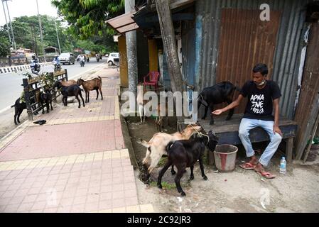 28 juillet 2020, Guwahati, Assam, Inde: Vendeur vendant des chèvres pour le festival sacrificiel Eid-al-Adha alors qu'il attend un client sur le bord de la route à Guwahati. Très peu de personnes s'aventurer à acheter des animaux sacrificiels en raison de la pandémie de COVID-19. (Image crédit : © David Talukdar/ZUMA Wire) Banque D'Images