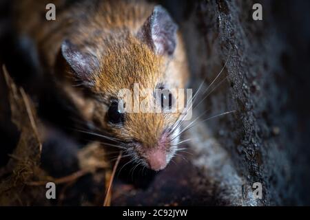 Gros plan d'une souris à pieds blancs (Peromyscus leucopus). Banque D'Images