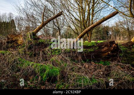 Vue magnifique sur les troncs d'arbre cassés recouverts de mousse capturés le milieu d'une forêt Banque D'Images