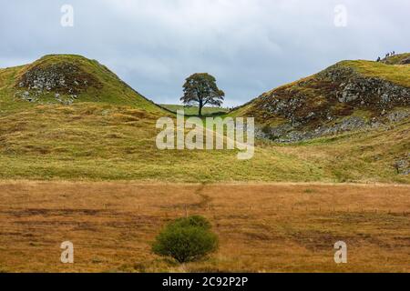 Sycamore Gap sur le mur d'Hadrien, une fois brassé, Hexham, Northumberland. Banque D'Images