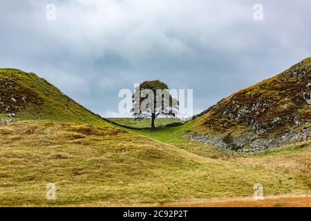 Sycamore Gap sur le mur d'Hadrien, une fois brassé, Hexham, Northumberland. Banque D'Images