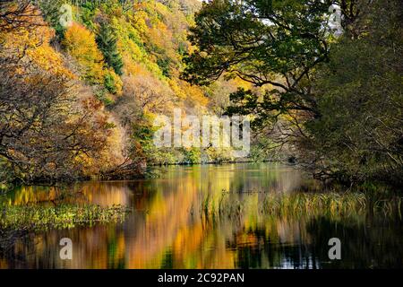 Aros Park en automne, Tobermory, île de Mull dans les Hébrides intérieures écossaises. Banque D'Images