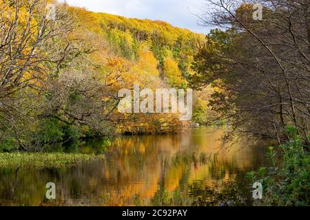 Aros Park en automne, Tobermory, île de Mull dans les Hébrides intérieures écossaises. Banque D'Images