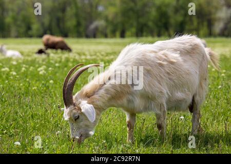 Une chèvre blanche à cornes femelles grace sur l'herbe verte d'une ferme écologique de production de chèvre biologique. Banque D'Images