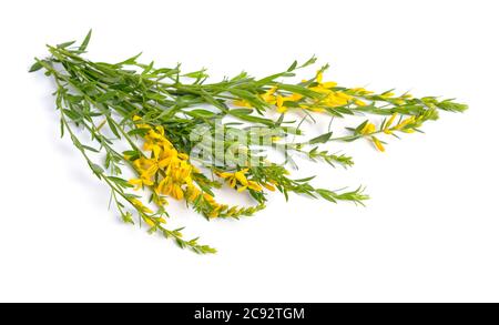 Genista tinctoria, la verdaded du dyer ou le balai du dyer. Isolé sur fond blanc Banque D'Images