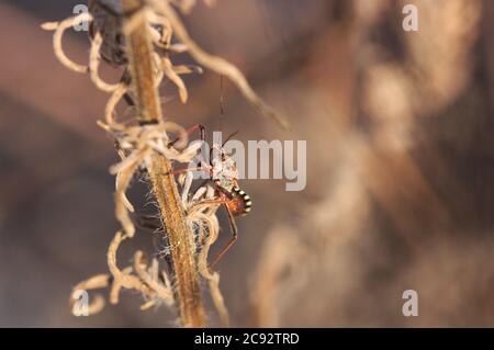 Gros plan d'un punaise Rhynocoris sp (Rhynocoris iracundus) debout sur une branche sèche avec un espace de copie à droite Banque D'Images