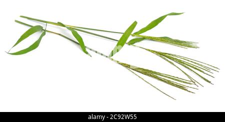 Cynodon dactylon, connu sous le nom d'herbe des Bermudes, Dhoob, herbe de durva, herbe d'éthana, dubo, herbe de dent de chien. Isolé. Banque D'Images