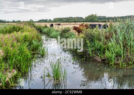 Bétail dans les marais d'eau douce de pâturage à Norfolk en début de matinée. Banque D'Images