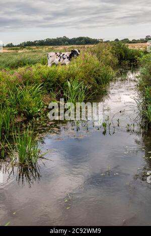 Bétail dans les marais d'eau douce de pâturage à Norfolk en début de matinée. Banque D'Images