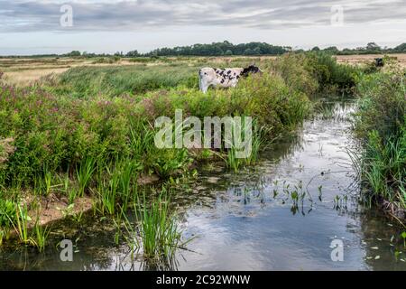 Bétail dans les marais d'eau douce de pâturage à Norfolk en début de matinée. Banque D'Images