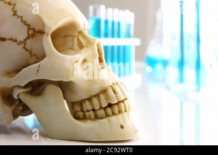 l'apprentissage du crâne humain fournit en classe scientifique au secondaire. Banque D'Images