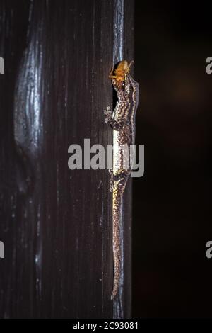 Cape nain gecko mangeant un fourmi volant, Afrique du Sud Banque D'Images