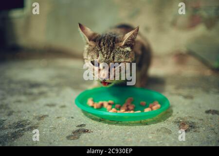 Le chat sans abri mange de la nourriture sèche à plat dans la rue. Gros plan sur les chats errants qui mangent des aliments utiles pour animaux de compagnie. Concept de soin des animaux. Banque D'Images