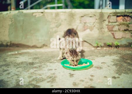 Le chat sans abri mange de la nourriture sèche à plat dans la rue. Gros plan sur les chats errants qui mangent des aliments utiles pour animaux de compagnie. Concept de soin des animaux. Banque D'Images