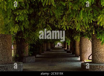une personne marche deux chiens dans un tunnel sombre ombragé de vignes de wisteria dans un parc de jérusalem pendant la quarantaine pandémique en 2020 Banque D'Images
