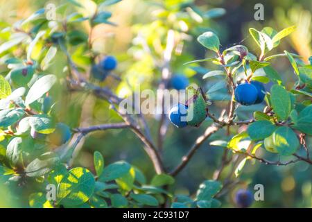 Produits frais bio bleuets mûrs sur le buisson avec des feuilles vertes en été, Close up Banque D'Images