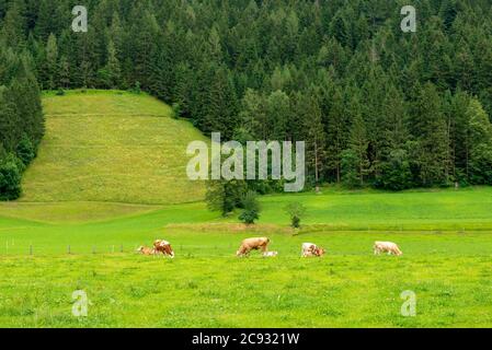 vaches mangeant et se reposant dans un pré sur les montagnes de l'alp près de la forêt Banque D'Images