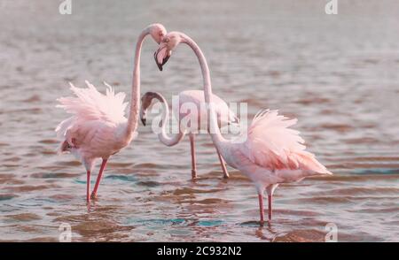 Deux plus grands flamants se tiennent dans l'eau et embrassent leurs têtes dans un arc. En arrière-plan se trouve un étang bleu et un petit Flamingo. Copie de l'espace. Banque D'Images