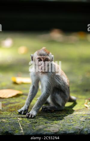 Un petit singe macaque se trouve sur les marches mossy du temple. Forêt de singes, Bali, Indonésie. Banque D'Images