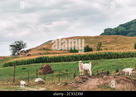 Paysage. Vue sur la vallée avec une chèvre debout sur une colline. Campagne. Banque D'Images