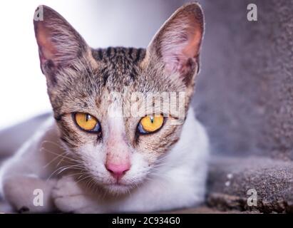 Chat blanc parasite avec yeux jaunes. Gros plan Banque D'Images