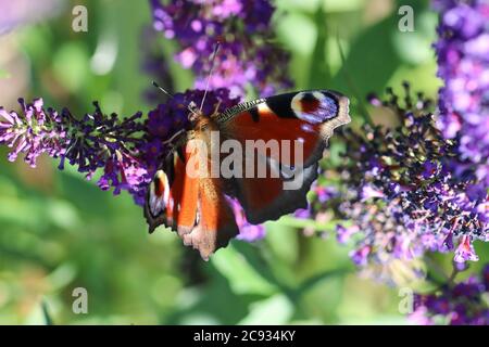 Photo macro d'un papillon paon assis sur le beau fleurs violettes du papillon-bush Banque D'Images